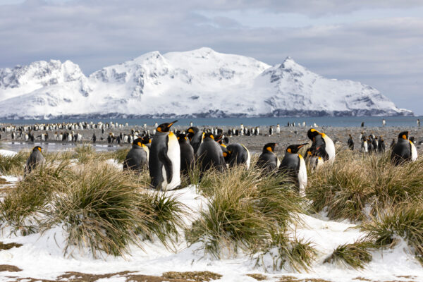 A,Colony,Of,King,Penguins,On,Salisbury