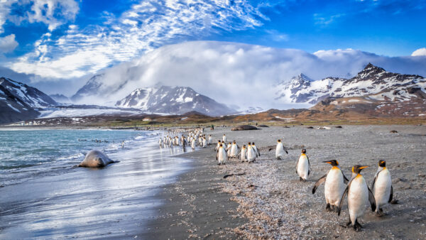 Falkland Antarctica