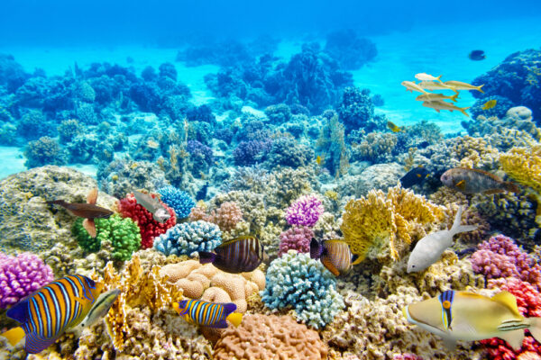 great bareer reef