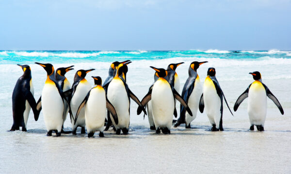 King,Penguins,At,Volunteer,Point,,Falkland,Islands