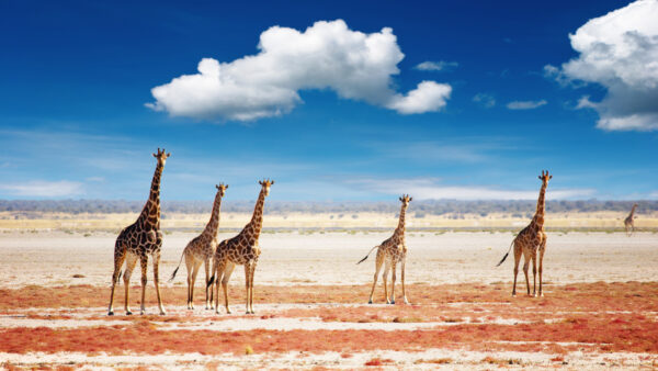 Etosha National Park - Namibia - 