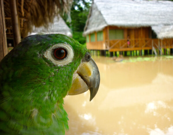 A Parrot sits on a perch at a tourist lodge in the Peruvian Amazon. Iquitos, Peru