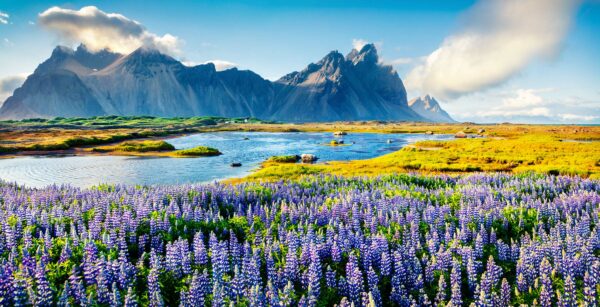Blooming lupine flowers on the Stokksnes headland. Colorful summer panorama of the southeastern Icelandic coast with Vestrahorn (Batman Mountain). Iceland, Europe. Artistic style post processed